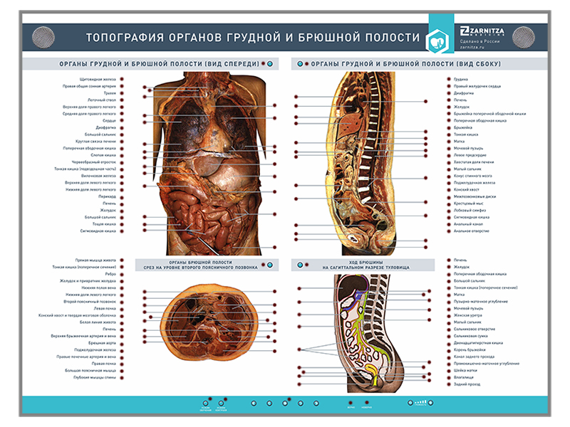 Расположение внутренних органов мужчины в брюшной полости. Расположение органов. Расположение органов у человека. Органы брюшной полости человека. Топография внутренних органов человека.